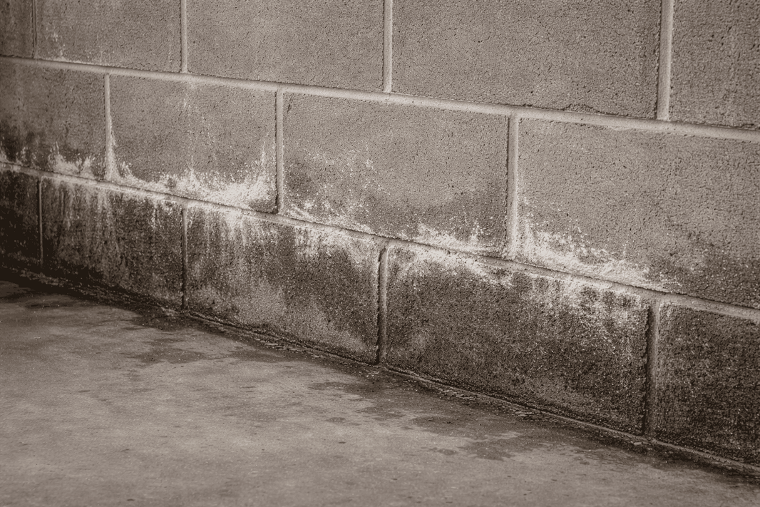 Close-up of white powdery efflorescence forming along mortar joints on a concrete block basement wall, with visible damp staining near the base indicating moisture migration.